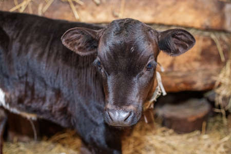 Cute little calf stands in wooden barn in village. Cow is standing next to hay.の写真素材