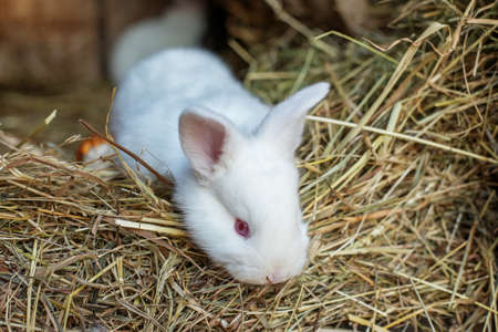 Little cute fluffy white rabbit eats hay in a cage. Life on the farm.の写真素材