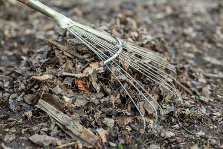 Process of raking dry leaves with an old rake close up. Use of leaves as environmentally friendly organic fertilizers or mulch. Cleaning of the country yardの写真素材