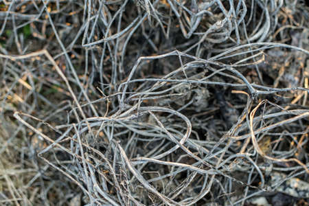 Abstract natural background with dried plants and branches. autumn season. Place for text.の写真素材