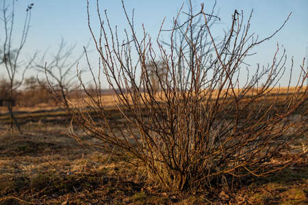 Close-up of bush with brown branches without leaves, against background of several trees and blue...