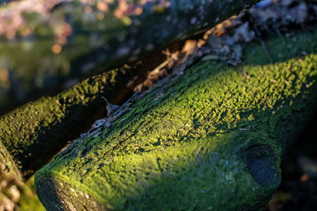 Beautiful green moss on a tree, moss close-up, macro. Beautiful moss background for wallpaper....