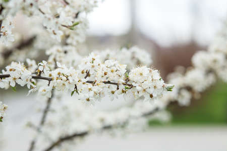 Cherry blossoms in full bloom. beautiful background. copyspace. Shallow depth of fieldの写真素材