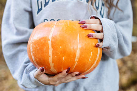 Women's hands hold freshly picked large organic orange pumpkin outdoors, close-up. Preparing for Thanksgiving or Halloween. Autumn seasonal healthy homemade foodの写真素材