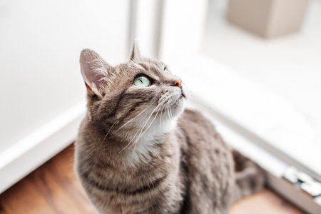 Beautiful cat walks on floor in room. Pets concept.の写真素材