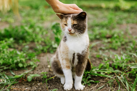 cute cat in the garden. Pets concept.の写真素材