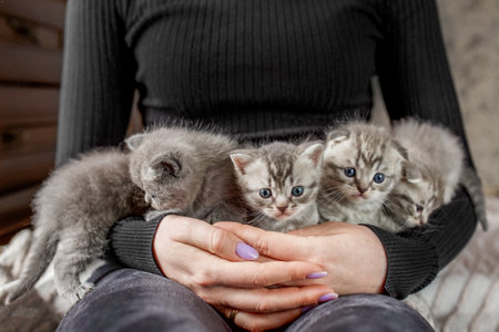 scottish fold kittens. Pet concept. Five small kittens in female hands.の写真素材