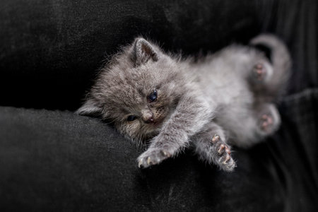 Small british shorthair cat. Scottish fold kitten. Pet concept. Copy spaceの写真素材
