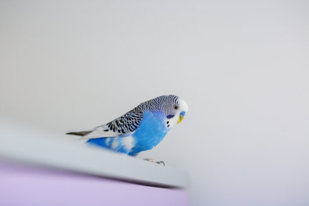 Funny blue budgie. Budgerigar at home on light background. Copy space.の写真素材