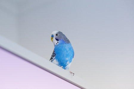 Funny blue budgie. Budgerigar at home on light background. Copy space.の写真素材