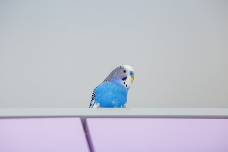 Funny blue budgie. Budgerigar at home on light background. Copy space.の写真素材