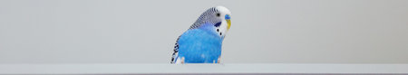 Funny blue budgie. Budgerigar at home on light background. Copy space. Banner for web site.の写真素材