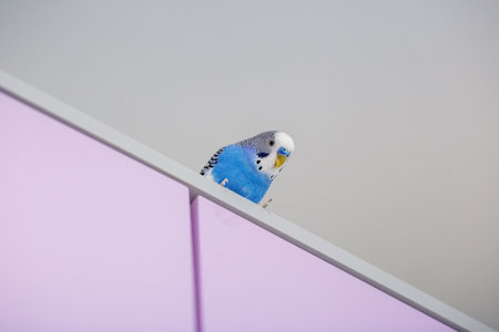 Funny blue budgie. Budgerigar at home on light background. Copy space.の写真素材