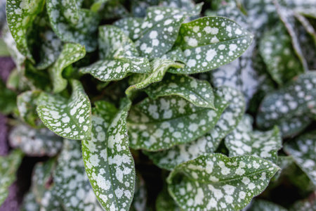 Medicinal herb. Pulmonaria officinalis blossom in the spring garden. Top view.の写真素材