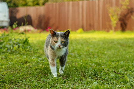 cute cat in the garden. Pets concept.の写真素材