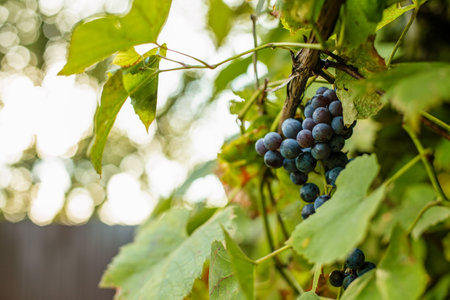Close-up of red grapes growing at vineyard. Pick-Your-Own farm. Healthy and environmentally friendly...