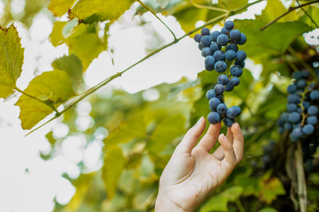 Farmer examining grapes grown in organic grapeyard. Harvesting concept. Pick-Your-Own farm. Healthy and environmentally friendly crop.の写真素材