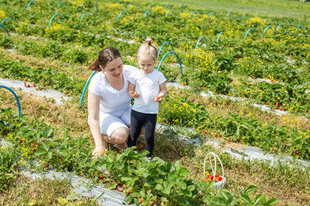 Mother and little kid picking strawberry on self-picking farm. Harvesting concept. Pick-Your-Own farm. Healthy and environmentally friendly crop.の写真素材