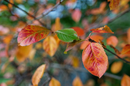 Autumn red and orange leaves of black chokeberry Aronia melanocarpa on a blurred background.の写真素材