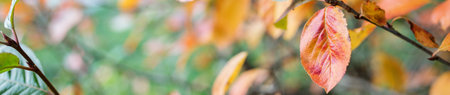 Autumn red and orange leaves of black chokeberry Aronia melanocarpa on a blurred background.