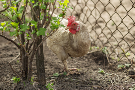 White chicken with red comb stands near small tree in farmyard, with wire fence in background.
