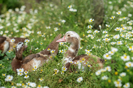 Brown duckling rests peacefully among white wildflowers in lush green meadow on sunny day.の写真素材