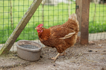 Brown chicken with red comb stands near water bowl in farmyard enclosure, with wire fence and green grass in background.の写真素材