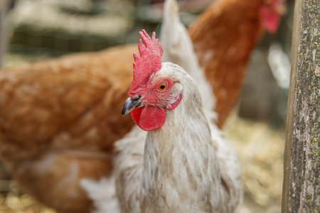 Close-up of white chicken with red comb in farmyard, with another brown chicken in background.の写真素材