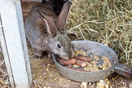 A rabbit is munching on carrots and grains from a metal bowl placed on the ground inside a rustic...