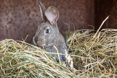A gray rabbit with long ears is nestled within a pile of dry hay inside a rustic barn. Sunlight gently illuminates the surroundings, creating a calm atmosphere.の写真素材