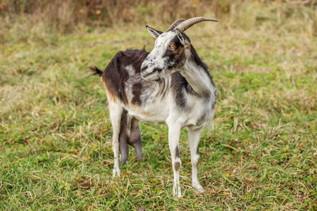 A goat with distinct black and white markings stands confidently in a lush, green pasture. The surrounding area is peaceful, showcasing a typical farm environment under bright daylight.の写真素材