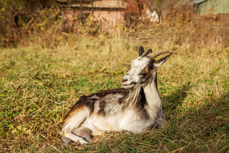 A goat lays comfortably on the green grass of a farm. Surrounded by autumn foliage, the animal enjoys the warm sunlight while the rustic buildings are visible in the background.の写真素材