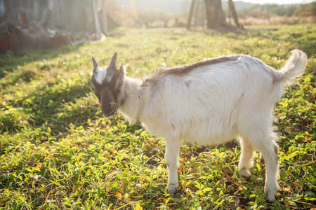 A white and brown young goat stands in a sunlit grassy field, looking toward the camera on a peaceful farm morning.の写真素材