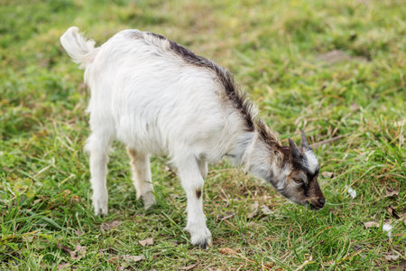 Young Goat Standing on Farm Field. Farm-based activities.の写真素材