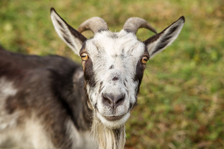 Close-up of a black and white goat with long horns and a beard, standing in a grassy field and looking at the viewer.の写真素材