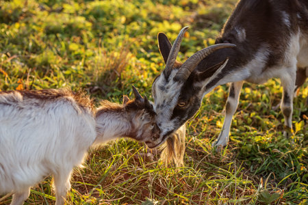 Agritourism. A tender moment between an adult goat and a young kid touching heads affectionately in a grassy sunlit meadow.の写真素材