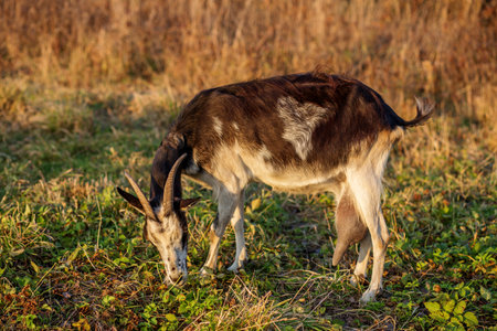 Agritourism. A goat grazes on fresh green grass in a field surrounded by tall dry grasses, basking in the warm light of the late afternoon sun. The serene atmosphere highlights the beauty of nature.の写真素材