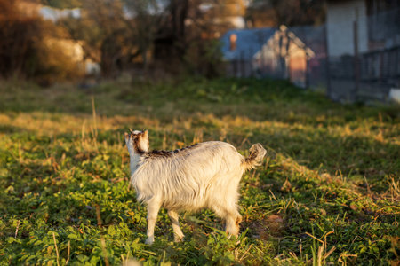 Small white goat roams through lush green field filled with clover in a serene rural setting. The warm glow of the setting sun illuminates the landscape, enhancing the peaceful atmosphere.の写真素材