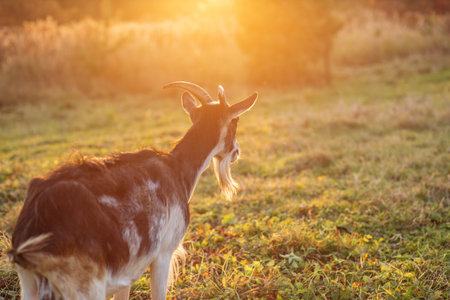 A goat with brown and white fur walks across a grassy meadow during golden sunset light, surrounded by trees and wild grasses.の写真素材