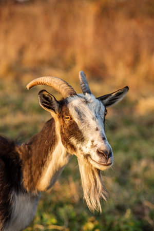 Close-up of a black and white goat with long horns and a beard, standing in a grassy field and looking at the viewer.の写真素材