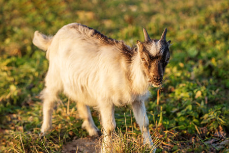 A small goat wanders through a vibrant green pasture, enjoying the lush grass as the sun sets. The golden light highlights its playful features and soft fur.の写真素材