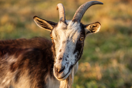 Close-up of a black and white goat with long horns and a beard, standing in a grassy field and looking at the viewer.の写真素材