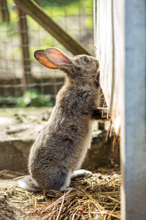 A curious gray rabbit stands on its hind legs, pushing against a wooden surface in a sunny outdoor area. The soft sunlight highlights the rabbit's fur while it investigates its surroundings.の写真素材