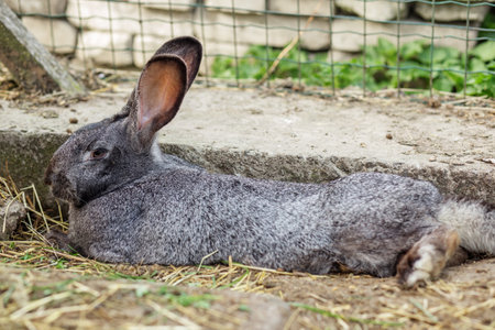 A gray rabbit relaxes quietly on the ground of its outdoor enclosure, surrounded by natural greenery and hay. Its large ears and gentle demeanor add to the serene atmosphere of the setting.の写真素材