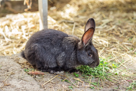A black rabbit is nestled among dry hay and grass, carefully nibbling on fresh greenery.の写真素材