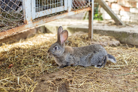A gray rabbit lies comfortably on the straw-covered ground of a farmyard. The setting showcases a rustic outdoor area with hints of a cage nearby, offering a peaceful atmosphere.の写真素材