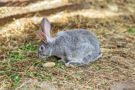 A gray rabbit is seen foraging in a barn setting, surrounded by straw and natural greenery. The sun casts a warm glow, enhancing the serene atmosphere of the afternoon.の写真素材