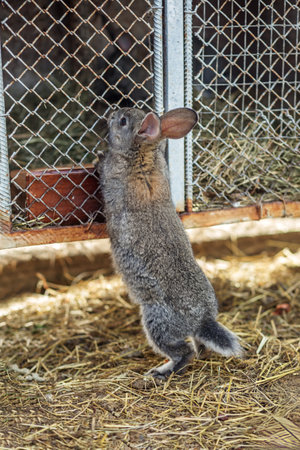 A curious grey rabbit stands on its hind legs, peering into a wire mesh cage filled with hay on a straw-covered floor.の写真素材