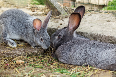 A pair of grey rabbits lie and sit closely together on a dirt and straw-covered surface in an outdoor enclosure.の写真素材