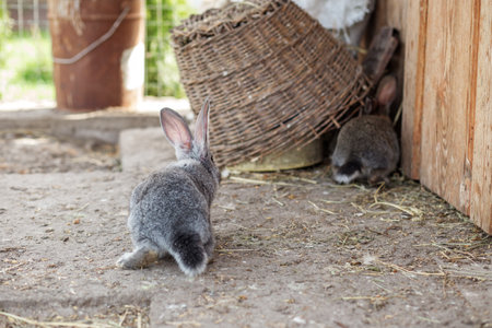 Two rabbits are seen foraging near a wooden structure on a farm, surrounded by straw and an earthy environment. The sunlight illuminates their soft fur, creating a serene atmosphere.の写真素材